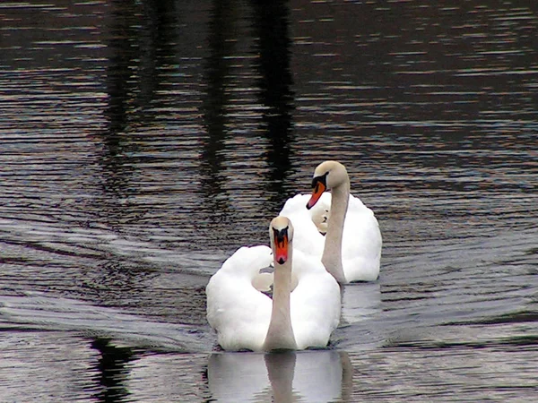 Vista Panorámica Los Cisnes Majestuosos Naturaleza — Foto de Stock