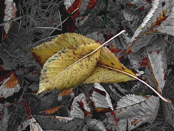 Sonbaharda Kiraz Ağacının Altında — Stok fotoğraf