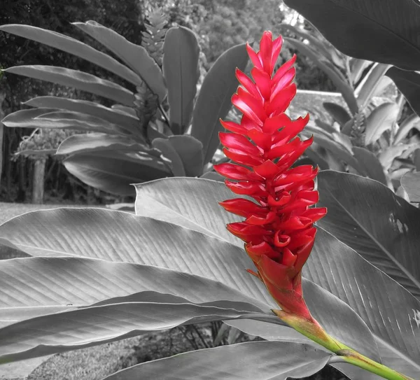 Κόκκινα Πέταλα Λουλουδιών Χλωρίδα Και Βοτανολογία — Φωτογραφία Αρχείου