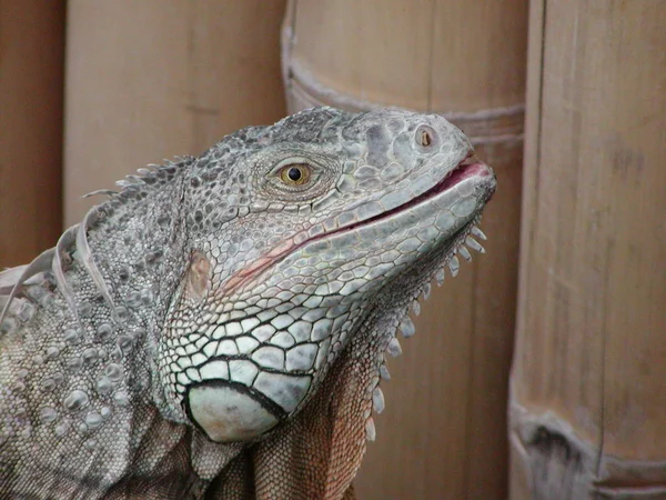 Lagartija Iguana Depredador Animal —  Fotos de Stock