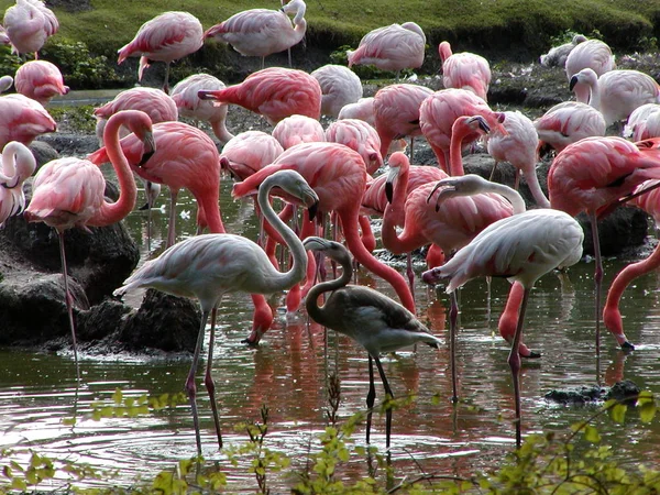 Flamingo Groep Natuurlijke Vogel Achtergrond — Stockfoto