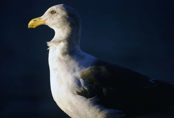 Doğadaki Güzel Martı Kuşlarının Manzarası — Stok fotoğraf