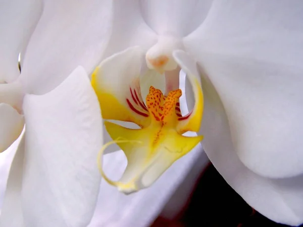 Landschaftlich Schöne Bunte Orchideenblume — Stockfoto