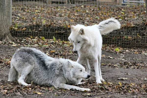 Zbliżenie Zwierząt Zoo — Zdjęcie stockowe