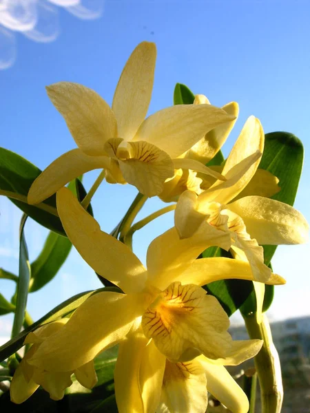 Flores Orquídea Pétalas Flora — Fotografia de Stock
