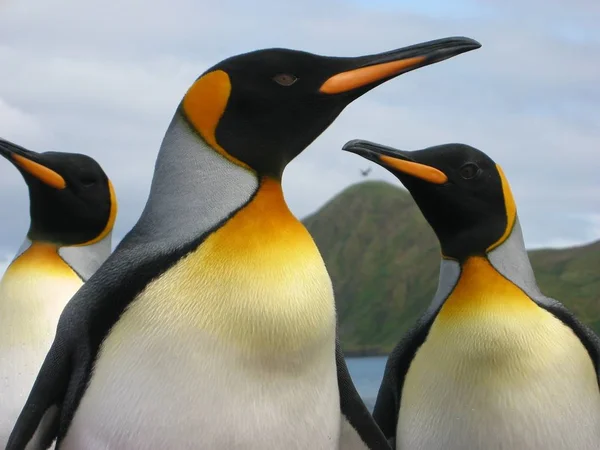 Väg Till Antarktis Besök Subantarktiska Öarna — Stockfoto