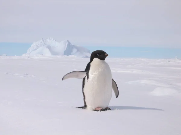 Islanda Ghiaccio Iceberg Artico — Foto Stock