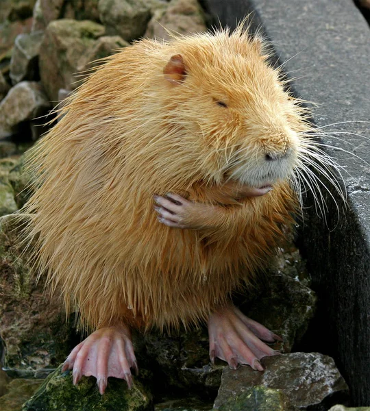 Zbliżenie Zwierząt Zoo — Zdjęcie stockowe