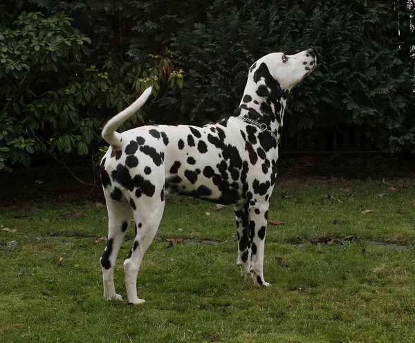 Dalmatiska Hund Svart Och Vitt Husdjur — Stockfoto