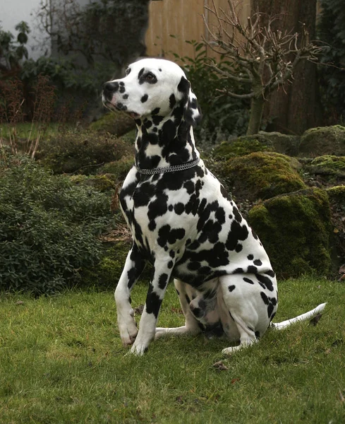 Cão Dalmatiano Animal Estimação Preto Branco — Fotografia de Stock