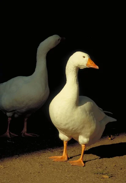 Licht Und Schatten Leben Der Gänse — Stockfoto