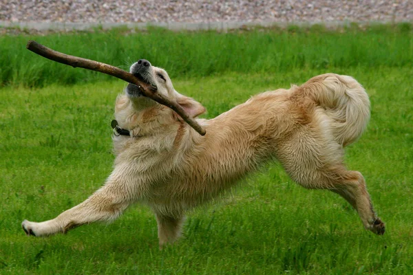 Porträt Eines Süßen Hundes — Stockfoto