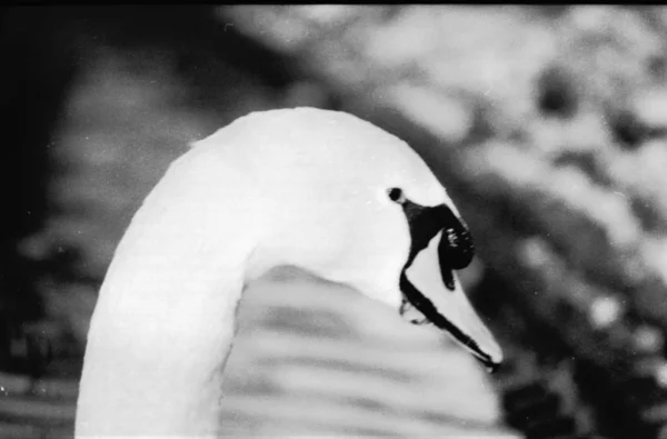 Vista Panorâmica Cisne Majestoso Natureza — Fotografia de Stock