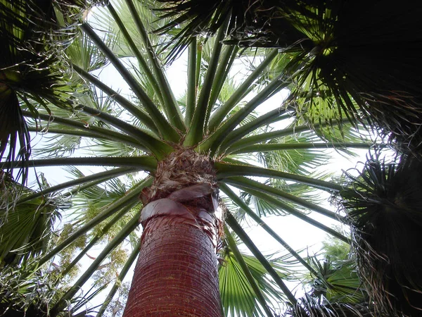 Palm Tree Fundo Espaço Cópia — Fotografia de Stock