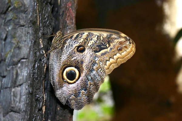 Närbild Bild Vackra Färgglada Fjäril — Stockfoto