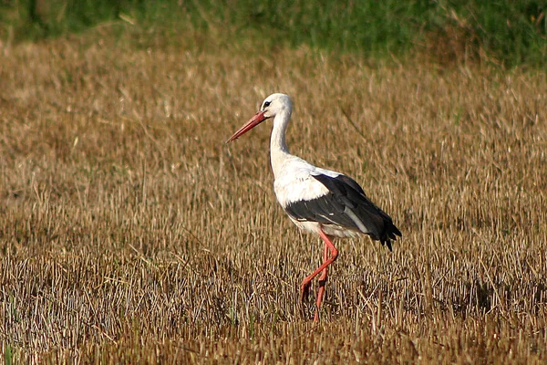 Aussichtsreicher Blick Auf Den Schönen Storchvogel Der Natur — Stockfoto