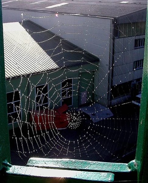 Spinnenweb Spinnennet — Stockfoto