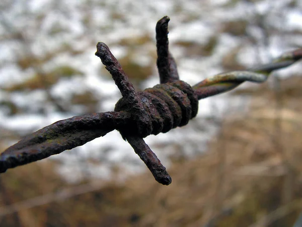 Barbed Wire Fence — Stock Photo, Image