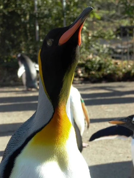 Penguin Free Gear Winter Basler Zoo — Stock Photo, Image