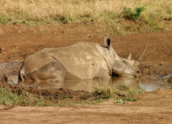 Africké Zvíře Nosorožec Fauna — Stock fotografie