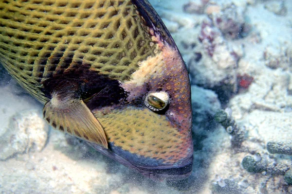 Triggerfish Hledá Potravu — Stock fotografie