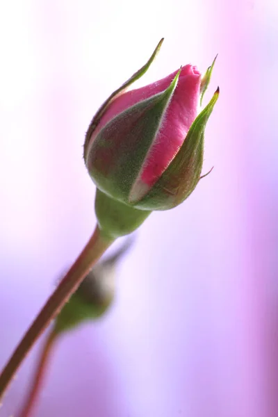 Blossom Rose Flower Petals — Stock Photo, Image