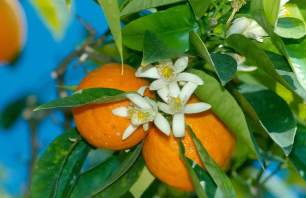 oranges and flowers on tree