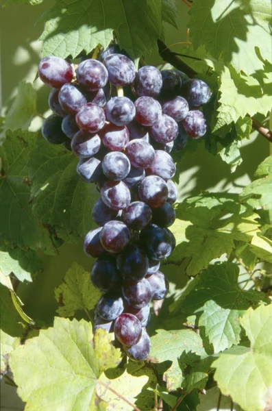 Blue Grapes Vine — Stock Photo, Image