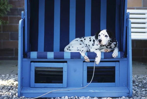 Perro Dálmata Mascota Blanca Negra —  Fotos de Stock