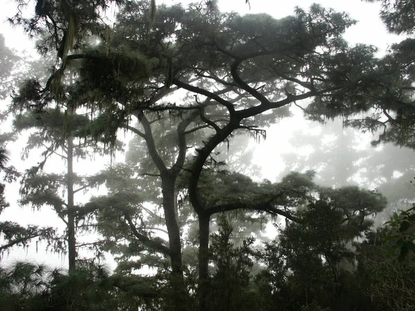 Nebelwald Auf Teneriffa — Stockfoto