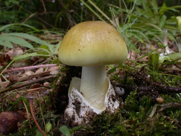 Culture Champignons Dans Forêt Fond Nature — Photo