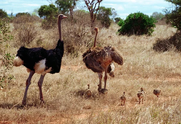 Kenya Tsavo East May 2001 — стоковое фото