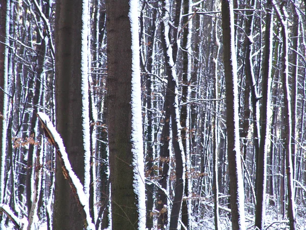 Bosque Invierno Con Árboles Bosque Cubierto Nieve — Foto de Stock