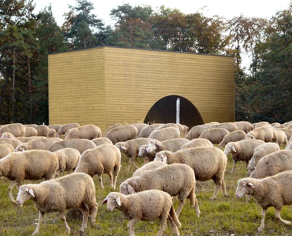 Sheep Graze Beautiful October Day — Fotografia de Stock