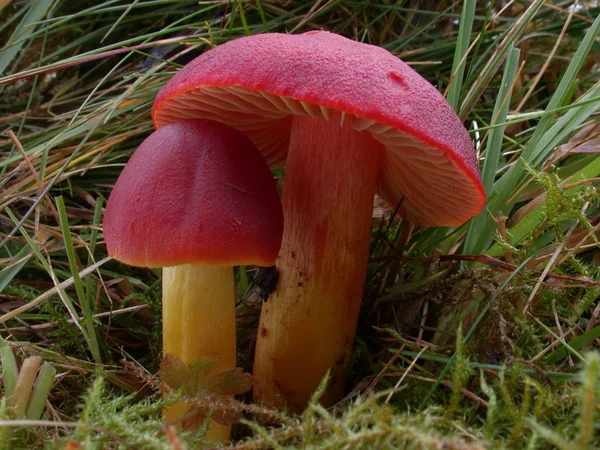 Culture Champignons Dans Forêt Fond Nature — Photo