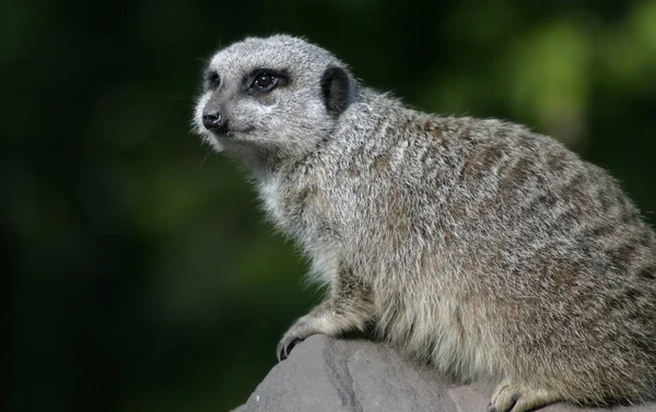 Aranyos Szurikáta Suricate Suricatta — Stock Fotó