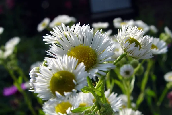 Schöne Blumen Blumiges Konzept Hintergrund — Stockfoto