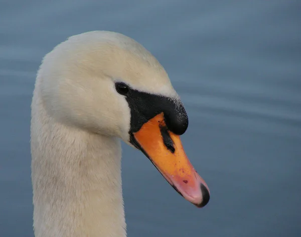 Vue Panoramique Cygne Majestueux Nature — Photo