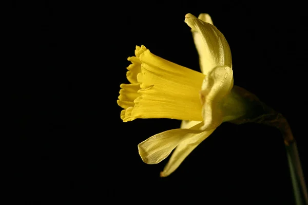 ナルシス春の花びら植物 — ストック写真