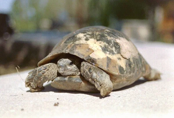 Tropisk Skildpadde Dyr Krybdyr - Stock-foto