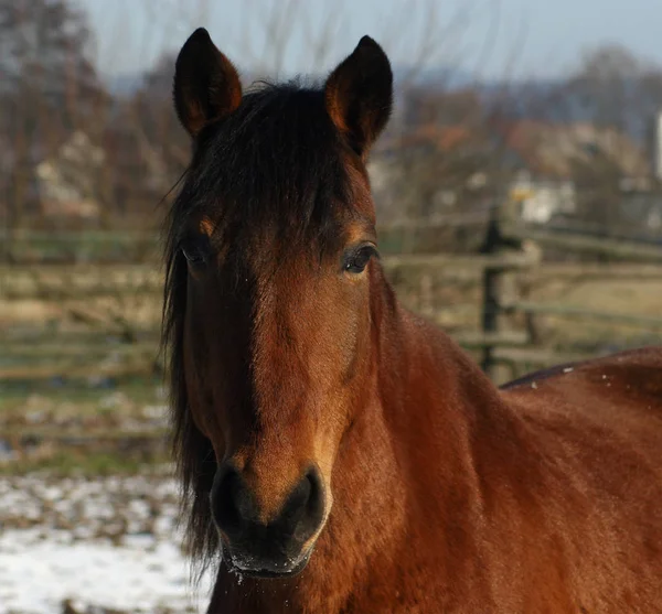 Pferde Tagsüber Freien — Stockfoto