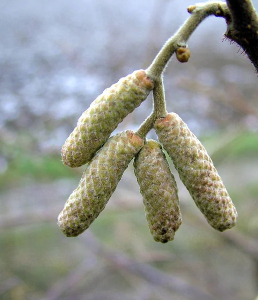 Krásný Botanický Záběr Přírodní Tapety — Stock fotografie