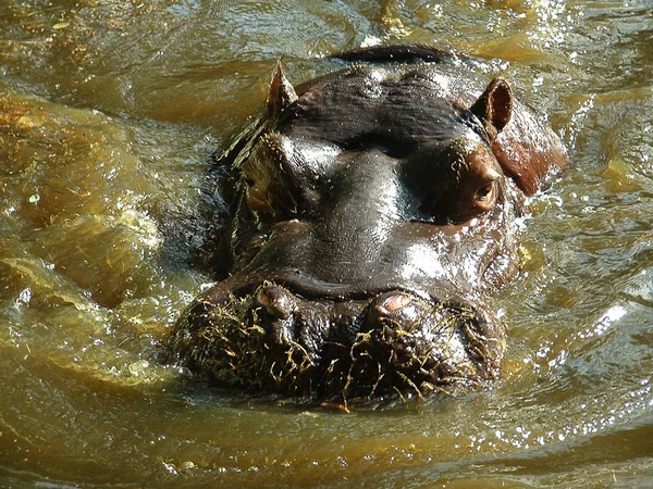 Hippopotamus Zoogdier Nijlpaard — Stockfoto