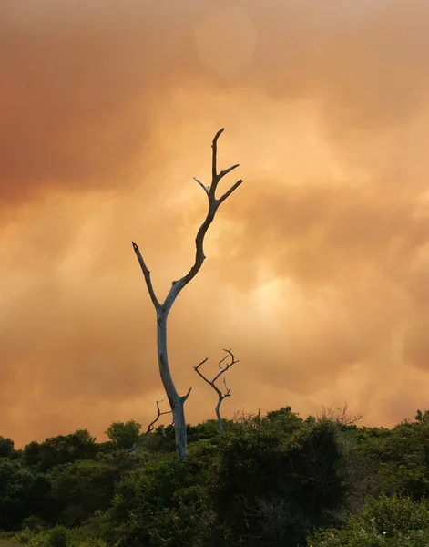 Bosbrand Zuid Afrika — Stockfoto