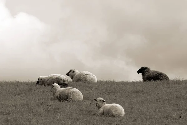 Country Life Selective Focus — Stock Photo, Image