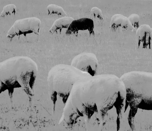 Pouco Como Simon Marsden Olhar — Fotografia de Stock