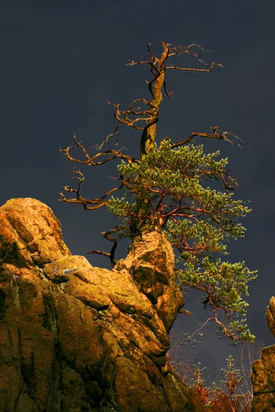 Beau Paysage Montagne Avec Des Rochers Des Arbres — Photo