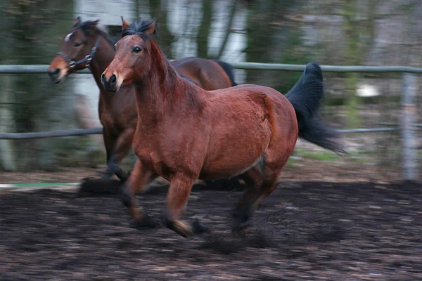 Wehe Wenn Man Sie Gehen Lässt — Stockfoto