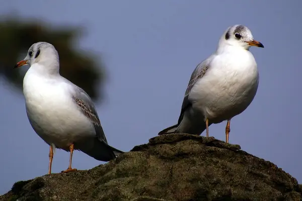 Aussichtsreiche Aussicht Auf Schöne Vögel Der Natur — Stockfoto