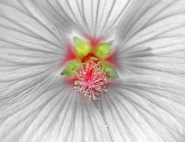 Cênica Bela Flor Hibisco Colorido — Fotografia de Stock